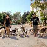 Promeneur de chiens entouré de 16 chiens en laisse.פרומנדה בוואדי 